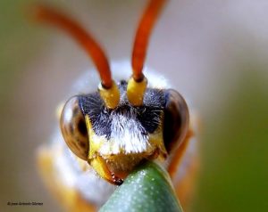 fotografia macro2