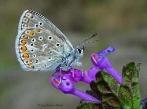 fotografía macro