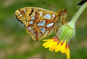 Fotografía Macro