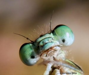 fotografía macro