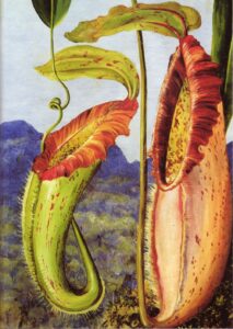 Marianne North: Nepenthes northiana (1876) óleo sobre papel, Galería Marianne North de Kew Gardens.