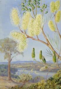 Marianne North: Rama de una Grevillea y Vista sobre el Río Swan, Australia Occidental (1880) óleo sobre papel, Galería Marianne North de Kew Gardens.