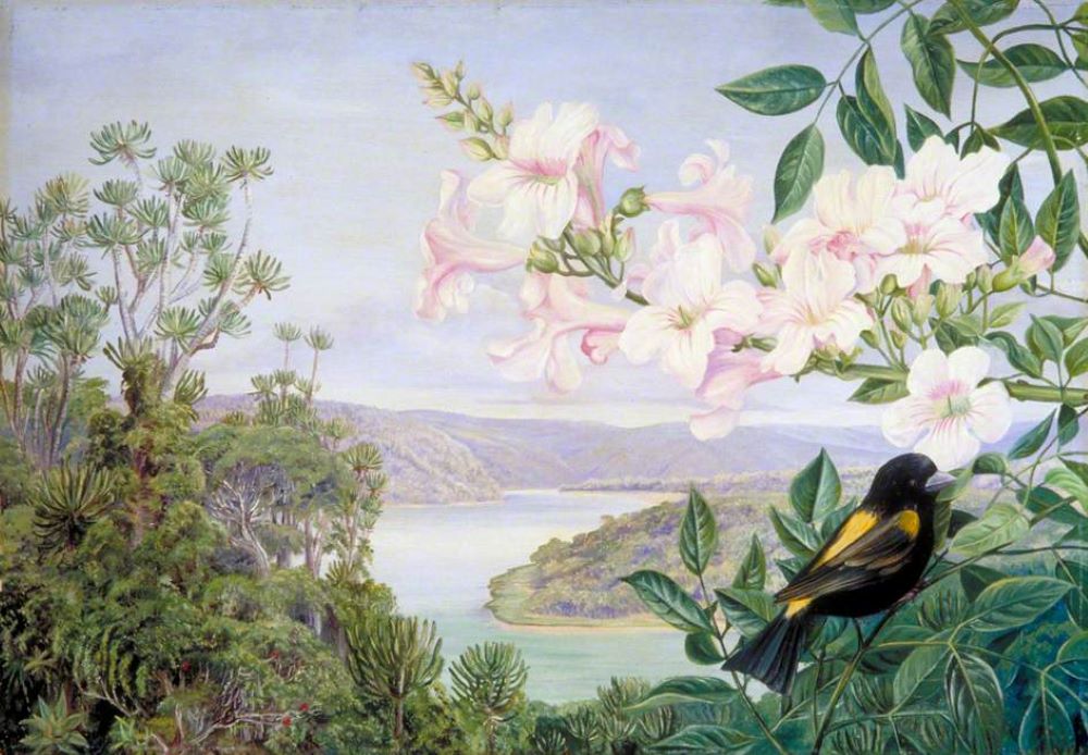 Marianne North: Vista sobre el río Kowie con la Flor de Trompeta delante (1882) óleo sobre papel, Galería Marianne North de Kew Gardens.